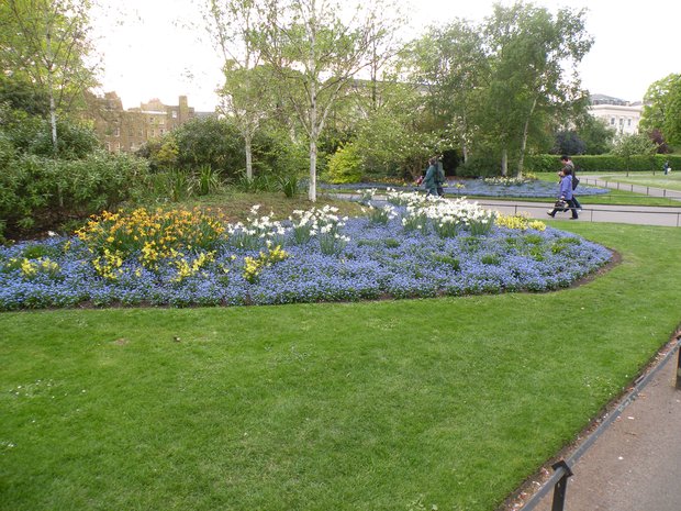  Massif de fleurs bleues